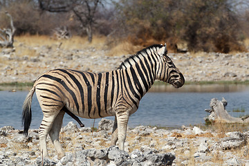 Image showing Zebra in african bush on waterhole