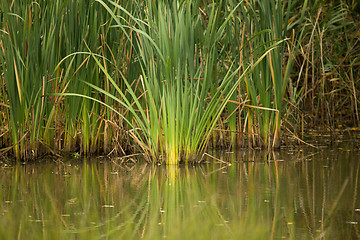 Image showing reeds at the pond