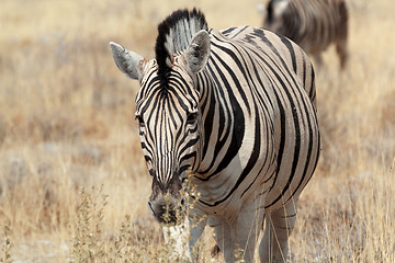 Image showing Zebra portrait. Burchell\'s zebra