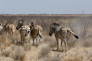 Image showing Zebra in african bush