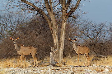 Image showing herd of Kudu on way to waterhole