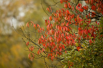 Image showing Autumn background