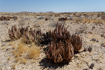 Image showing flowering aloe in the namibia desert