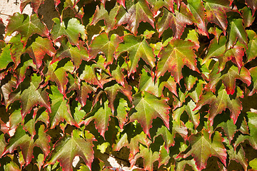 Image showing Autumn background