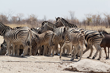 Image showing Zebra in african bush
