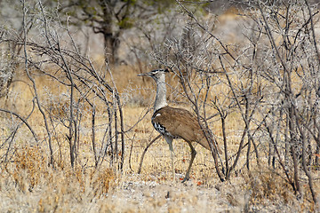 Image showing Kori Bustard in african bush