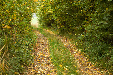 Image showing Country road through rich deciduous forest