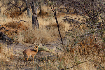 Image showing Steenbok, Etosha National Park, Namibia