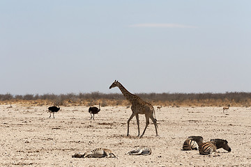 Image showing Giraffa camelopardalis