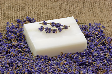 Image showing Lavender