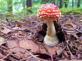 Image showing Fall at the forest with a Amanita muscaria fly agaric