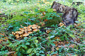 Image showing tree stump with mushrooms and moss