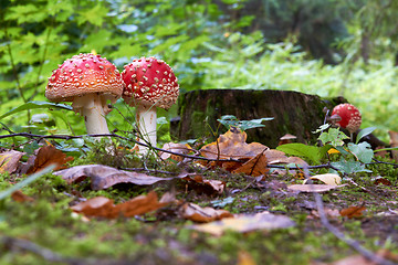 Image showing Fall at the forest with a Amanita muscaria fly agaric