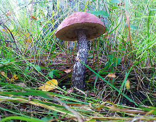 Image showing brown cap boletus on the grass in forest