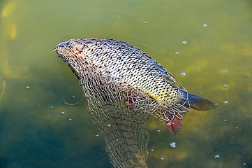 Image showing Carp is in the cage in the clear water