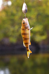 Image showing Caught Perch with spinning lure hanging over the water