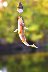 Image showing Caught Perch with spinning lure hanging over the water