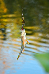 Image showing Caught Perch with spinning lure hanging over the water