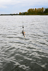 Image showing Caught Perch with spinning lure hanging over the water