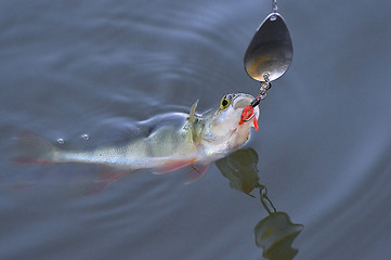 Image showing Caught Perch with spinning lure in mouth