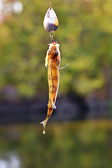 Image showing Caught Perch with spinning lure hanging over the water