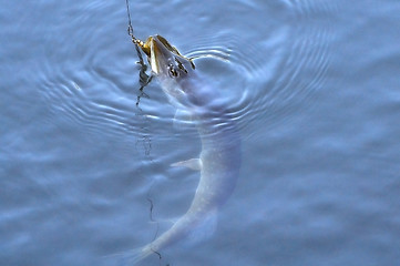 Image showing Spinning pike caught on a spoon in his mouth