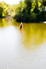 Image showing The caught fish hangs on a spinning over water