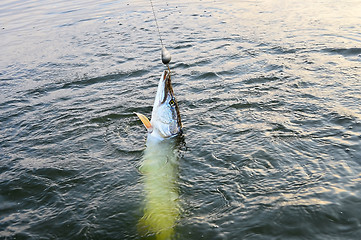 Image showing Spinning pike caught on a spoon in his mouth