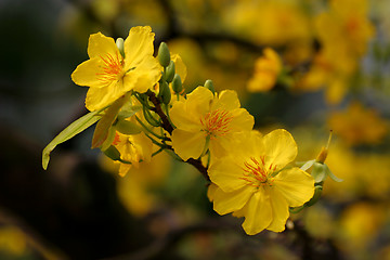 Image showing apricot flowers