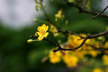 Image showing apricot flowers