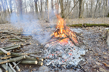 Image showing A fire in a forest in spring