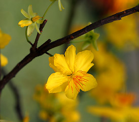 Image showing apricot flowers