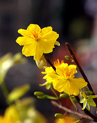 Image showing apricot flowers