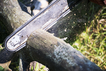 Image showing Chainsaw cut wooden logs