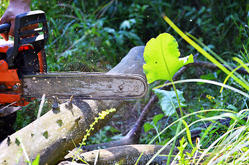 Image showing Chainsaw cut wooden logs