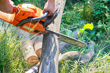 Image showing Chainsaw cut wooden logs