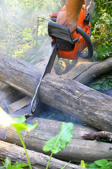 Image showing Chainsaw cut wooden logs