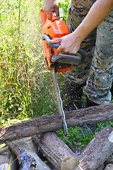 Image showing Chainsaw cutting wood in the forest