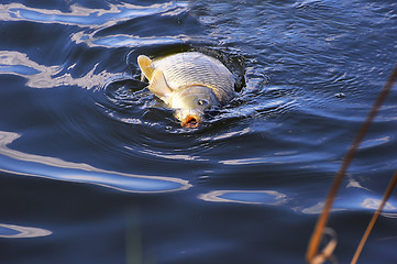 Image showing Catching carp bait in the water close up