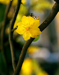 Image showing apricot flowers