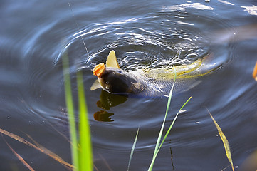 Image showing Catching carp bait in the water close up
