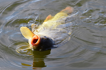 Image showing Catching carp bait in the water close up