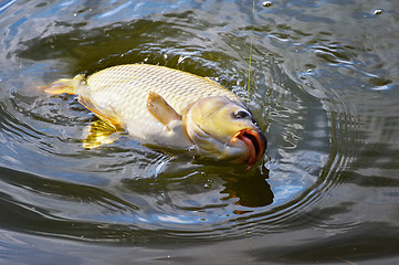 Image showing Catching carp bait in the water close up