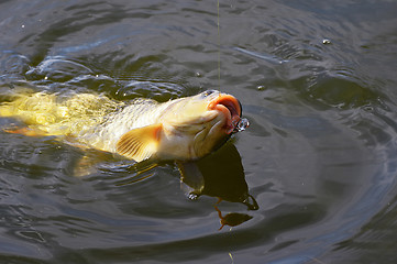 Image showing Catching carp bait in the water close up