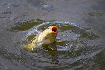 Image showing Catching carp bait in the water close up