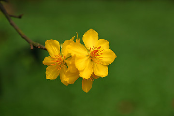 Image showing apricot flowers