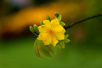 Image showing apricot flowers