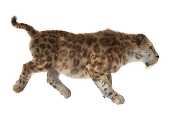 Image showing Big Cat Sabertooth