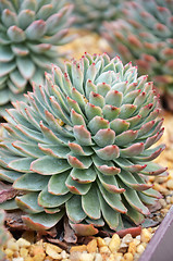 Image showing Cactus in botanic garden