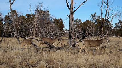 Image showing Whitetail deer doe standing in the woods.